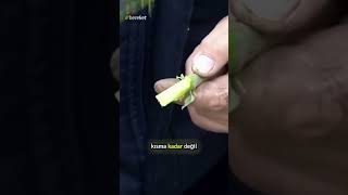Kalem Aşısında Başarıyı 2’ye Katlayan Sır: Kabuk Soyma Tekniği! 🪵✨