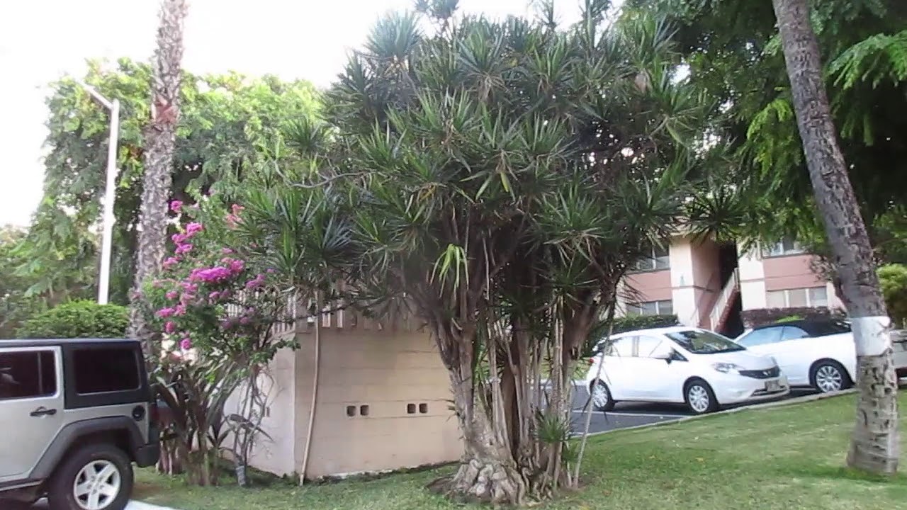 Large Dracaena marginata the Dragon Tree