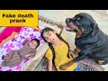 Fake death prank in front of my dogcute dogs