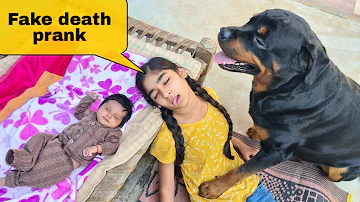 Fake death prank in front of my dog||cute dog videos.
