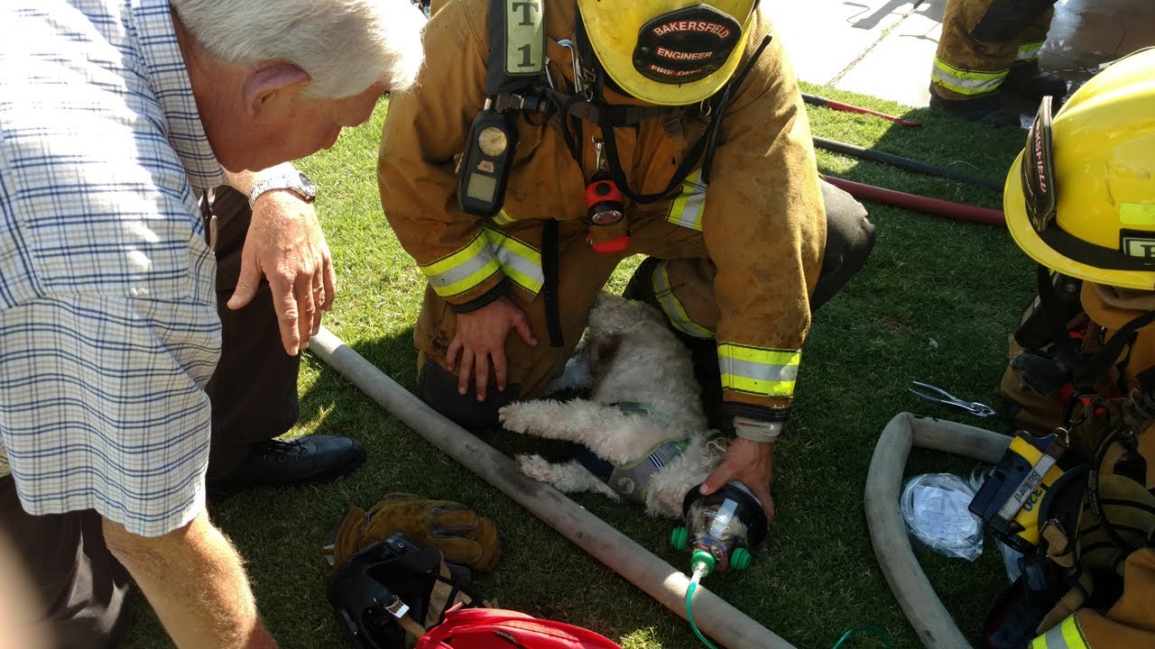 Watch Firefighters Use Oxygen Mask To Revive Dog Pulled From House Fire