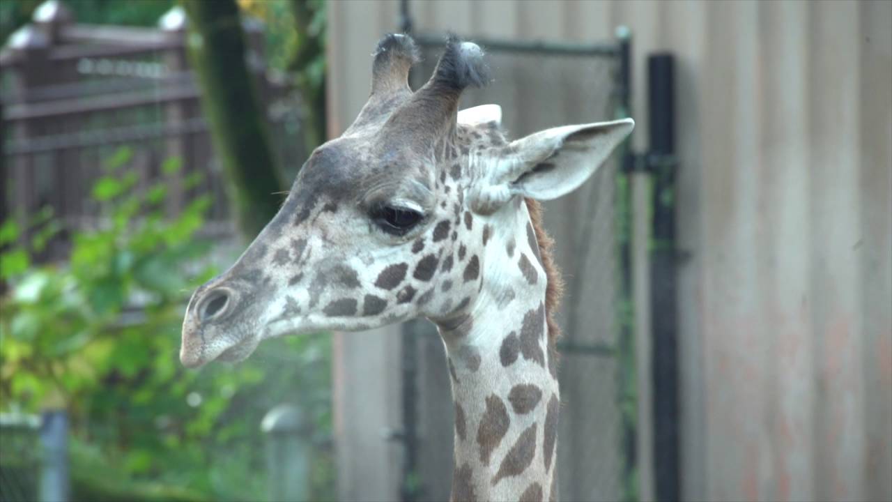 Masai giraffe Buttercup arrives at Oregon Zoo - YouTube