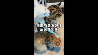 这娇撒的谁看谁不迷糊～～～