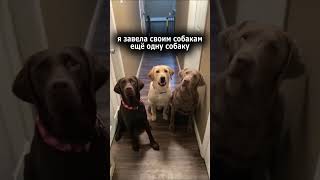 Нужно больше песиков (we need more dogs)