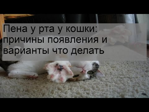 Пена у рта у кошки: причины появления и варианты что делать