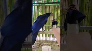 Download Lagu burung gagak bisa bicara ngomong prabowo #vidioshort #short MP3