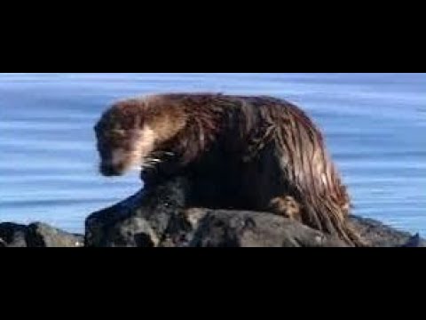 Otter Grooming On Rocks By The Sea On Visit To West Coast Highlands Scotland