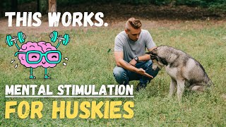 The Secret To a Calm & Happy Husky... Mental Stimulation (8 Best Tips)