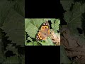 Projapoti e mon#ytviralshorts #song #butterflies #sreyaghosal #bengalisong #nature