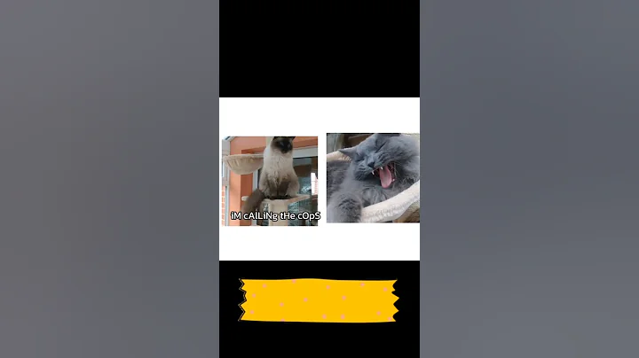 Watch the video about MY annoying cats.... #catmemes #ragdoll #ragdollcat #funny #funnycats