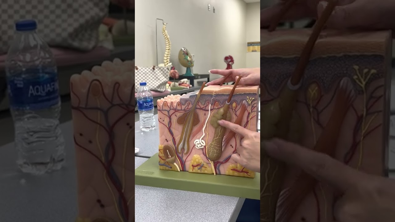 ANATOMY OF THE SKIN