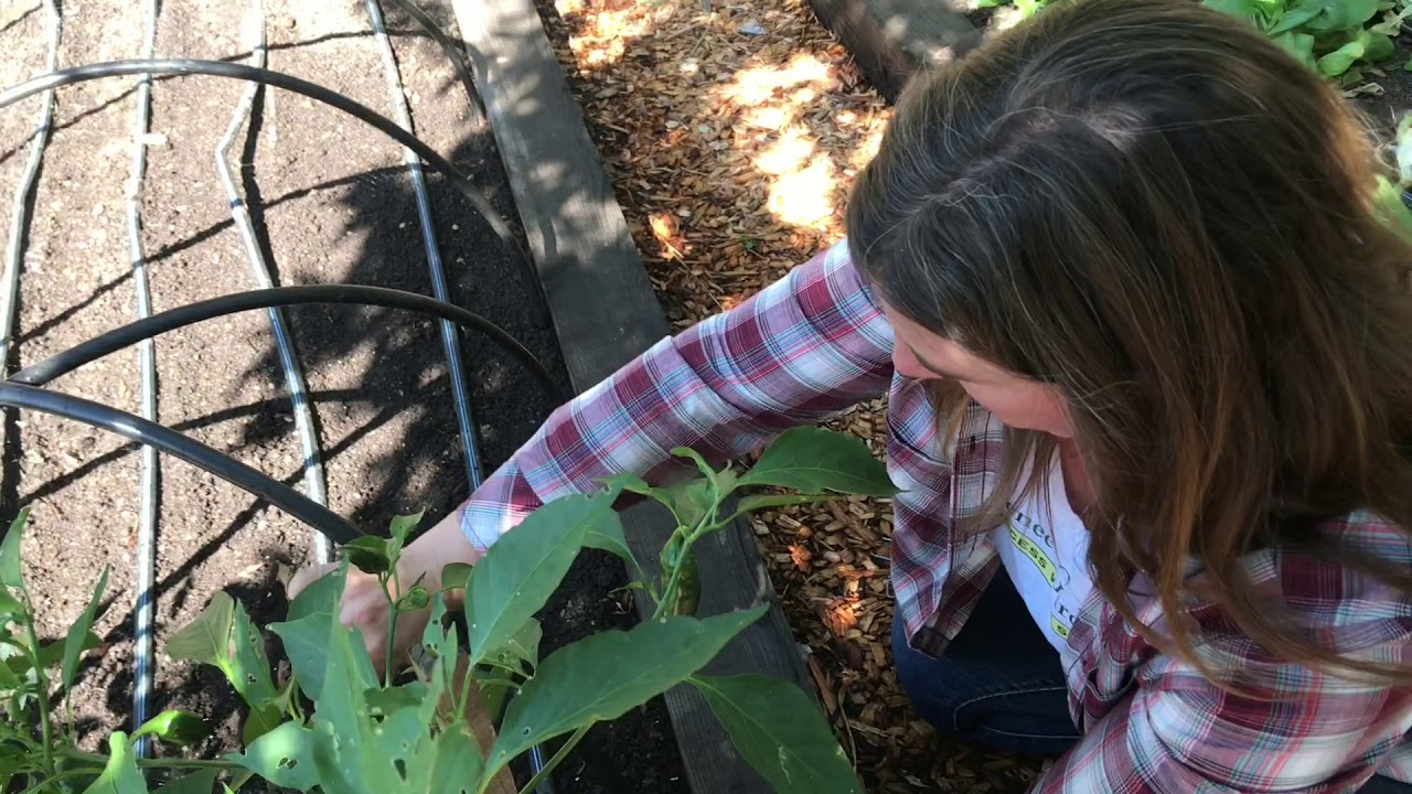 Protecting Veggie Beds from Birds, Bunnies, Squirrels (& other varmints)