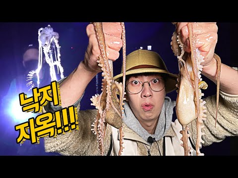 1시간에 30마리! 맨손으로 낙지 잡기~