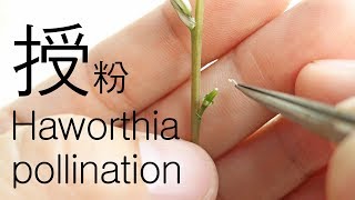 【多肉植物繁殖】百合科開花授粉交種結種子succulent pollination