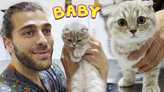 ADORABLE FLUFFY KITTEN! ( Scottish Fold Kitten is So Cute )