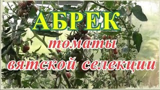 🍅 Томат АБРЕК F1 | Чертовски вкусный томат | Томаты вятской селекции