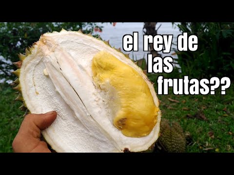 Video: Usos de la fruta Durian: aprenda sobre el cultivo de la fruta Durian