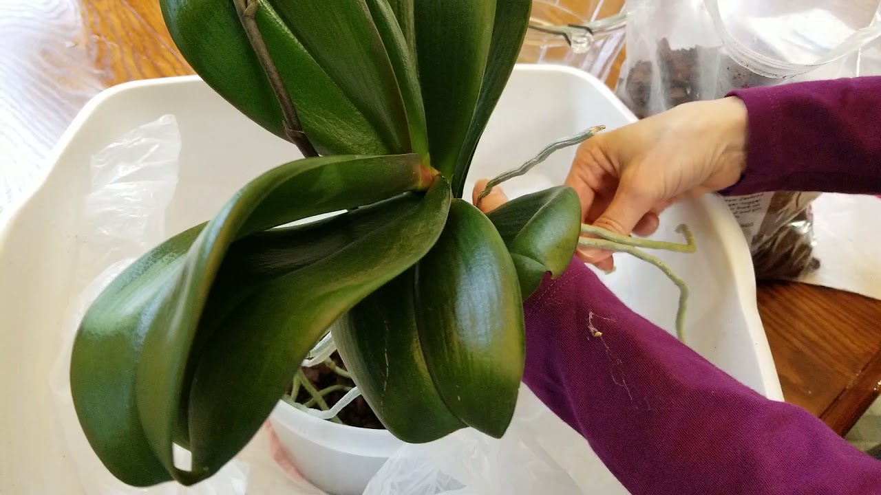Watch me Repot a Bare Root Phalenopsis Orchid Into Bark