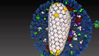 autoPACK model of HIV 1.4 running in PMV with Screen Space Ambient Occlusion Narrated