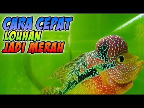 Video: Bagaimana cara membuat hari cerah dengan warna merah menyala?