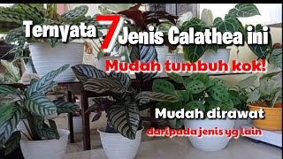 7 Jenis Calathea yang Mudah dirawat dibandingkan jenis calathea yang lainnya || Harga pun murahh!!