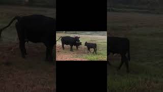 Newborn Calves Meet