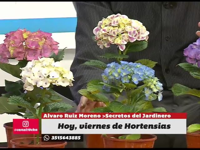 Secretos de los colores y los cuidados de las Hortensias en BDS - YouTube