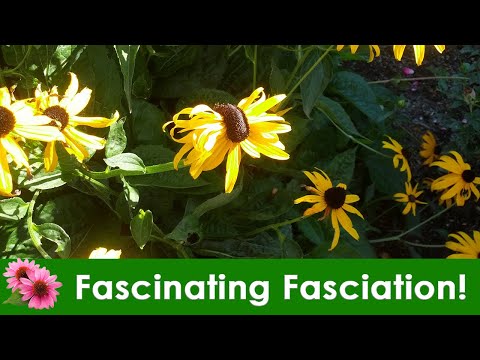 Video: Fasciația la plante: ce cauzează deformarea fasciației florilor