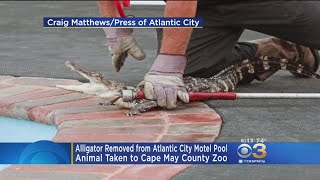 Alligator Found In Atlantic City Motel Pool