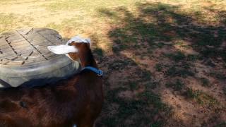 The goat herd is getting larger