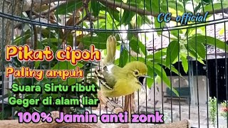 Suara pikat burung sirtu ribut di alam liar 100%anti zonk#sirtugacor@cipowgunungofficial7418