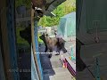 За медведей накажут чиновников | #shorts