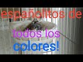 38 parejas de raza española,+6 de fifes,+6 de timbrados,+6de jaspe para nodrizas de la fauna!!!.