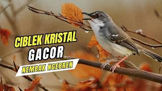 Ciblek Kristal Gacor Ngebren Nembak Panjang-panjang | Pancingan Ampuh Ciblek Malas Bunyi dan Macet