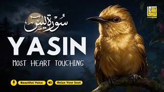 Download lagu Surah Yasin (Yaseen) سورة يس ✦ Beautiful Voice ✦ Quran For Sleep