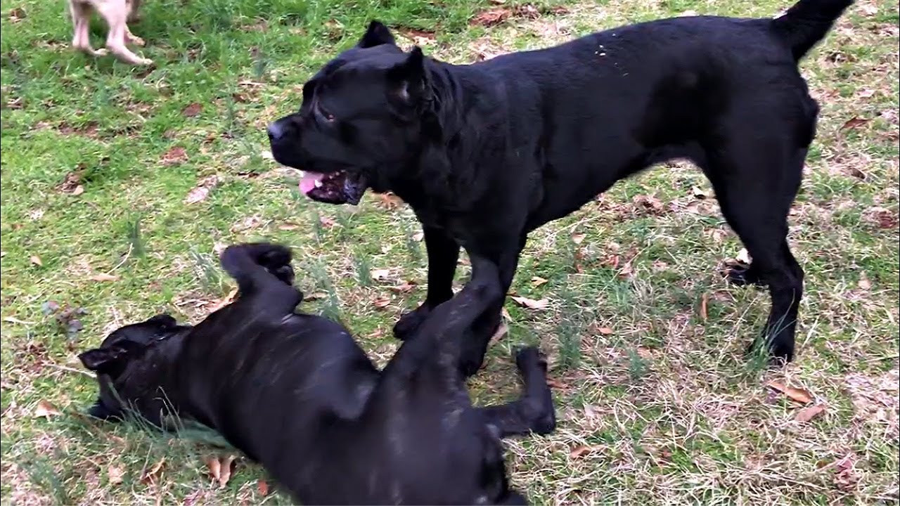Who's the Alpha Dog in our Cane Corso pack?