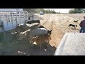 Helping catch some cattle with Brodey and Bear