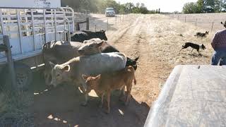 Helping catch some cattle with Brodey and Bear