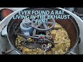 EVER FOUND A RAT LIVING IN AN EXHAUST FAN ?