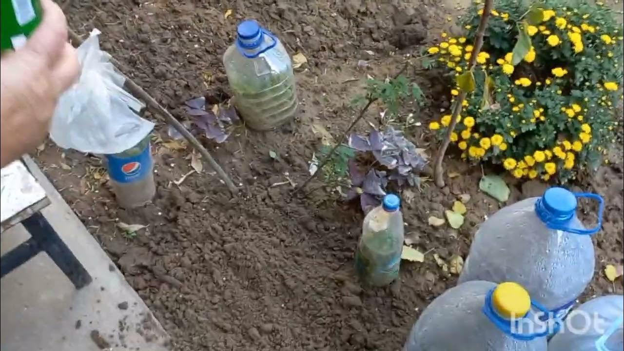 Transseksual jojani internetda sikdi.