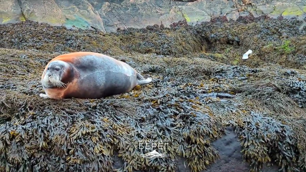 Морской заяц подпустил близко.