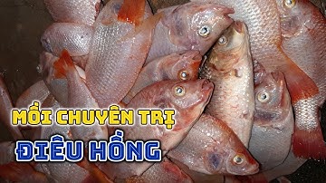 Mồi câu cá điêu hồng đơn giản siêu nhậy cá ăn giật không xể - Nhật Ký Cần Thủ