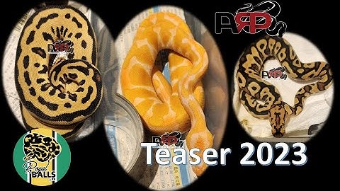 Breeding Ball Pythons; ARP Teaser 2023