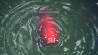 Cat vs Angry Fish!