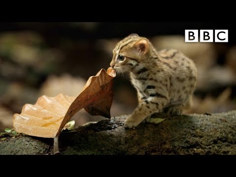 World's smallest cat 🐈- BBC