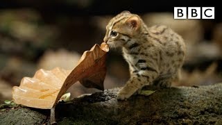 World's smallest cat - Big Cats: Preview - BBC One