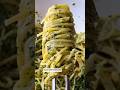Lemon Pesto Pasta by Anna Francese Gass is on NYT Cooking 🍋✨