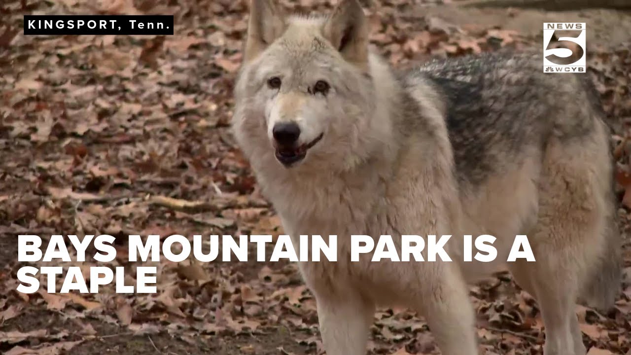 Bays Mountain Park is a staple in Kingsport - YouTube