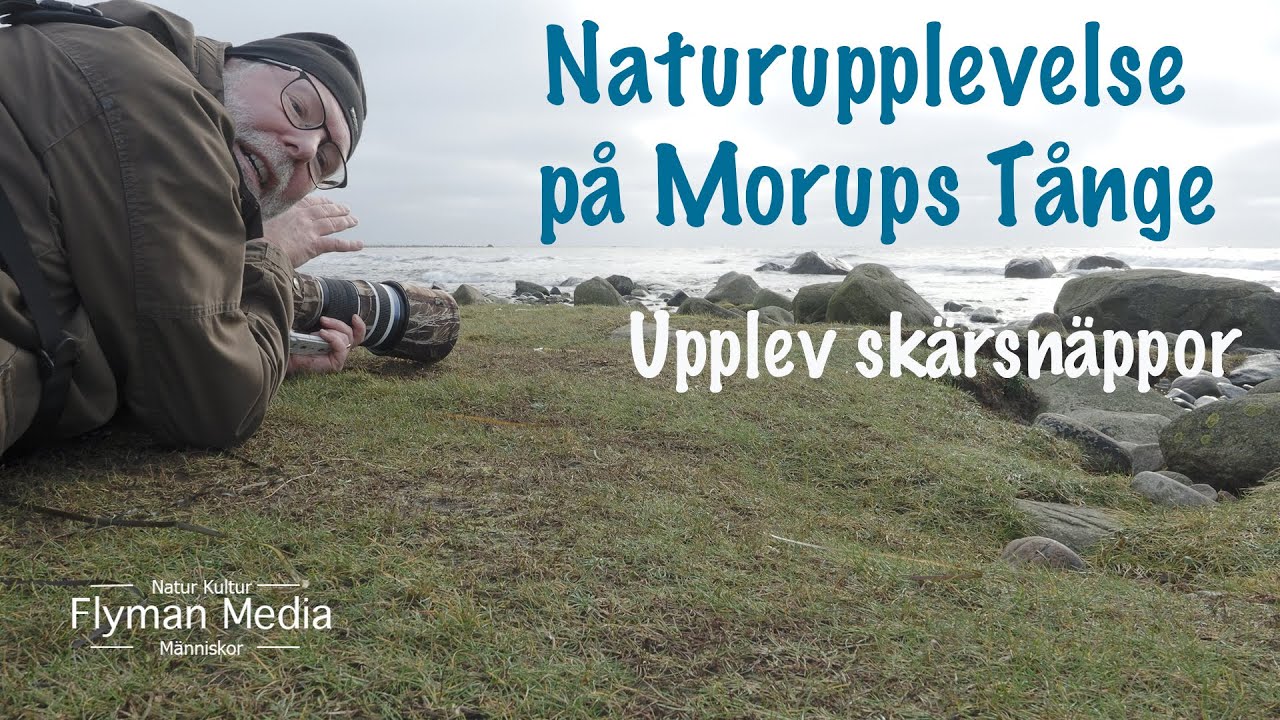 Naturupplevelse på Morups Tånge - Upplev och fotografera skärsnäppor