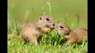 50 fascinating fast facts about uinta ground squirrels